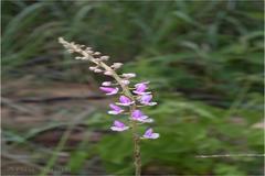 Diplocentrum recurvum